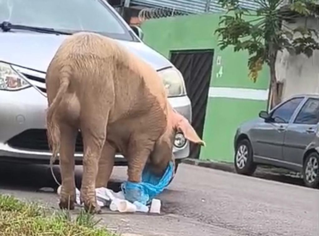 Super porco Skank circulando pelas ruas da zona Leste de Manaus