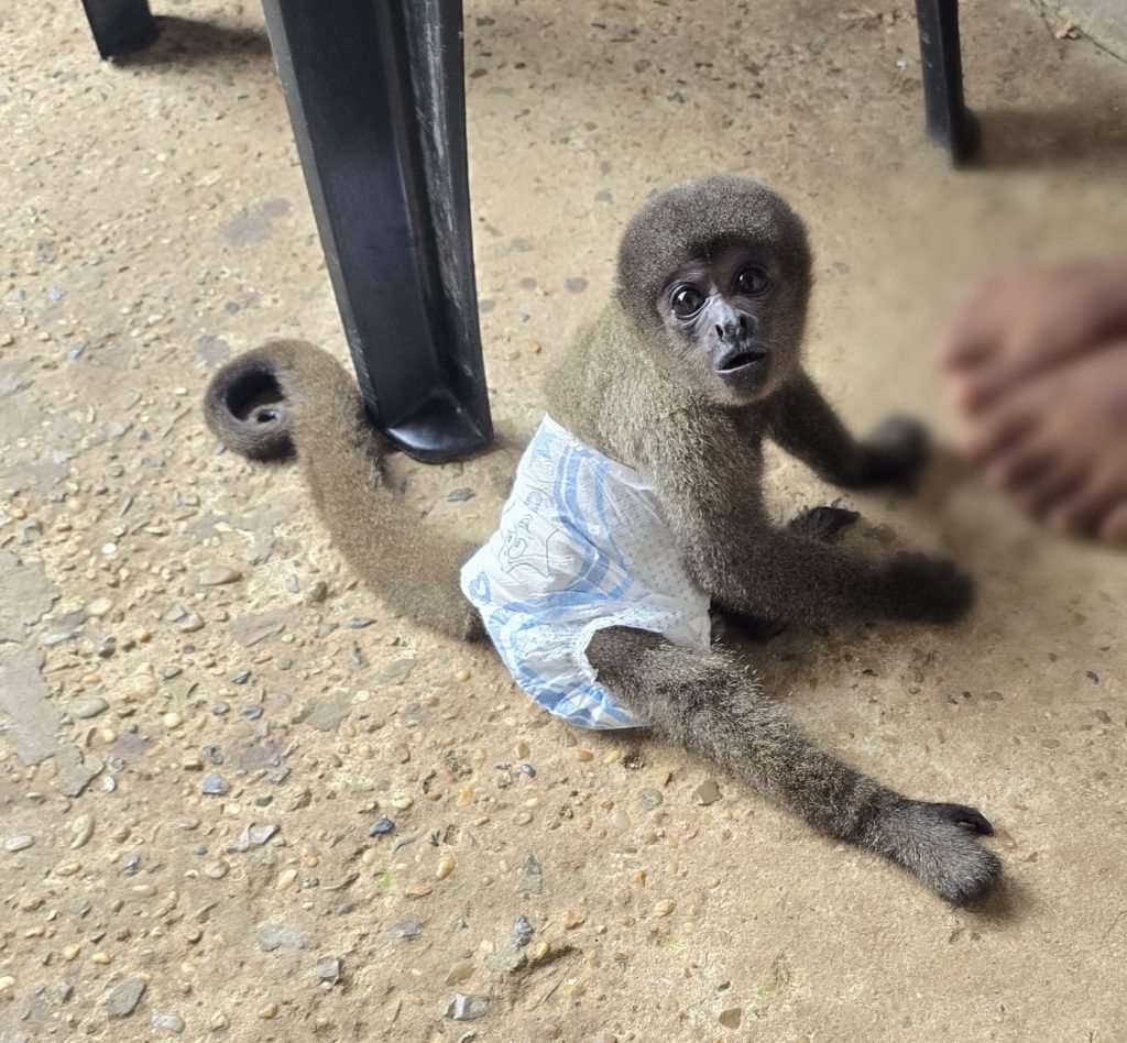 foto divulgação polícia civil do amazonas