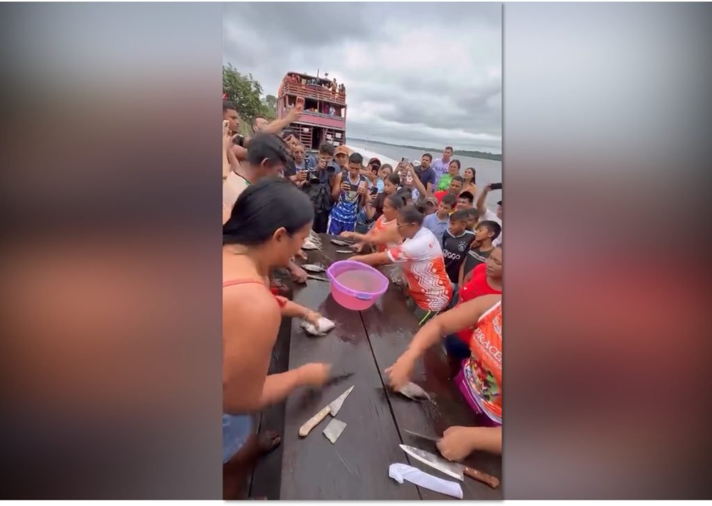 competição de limpeza de jaraqui durante festival em canumã