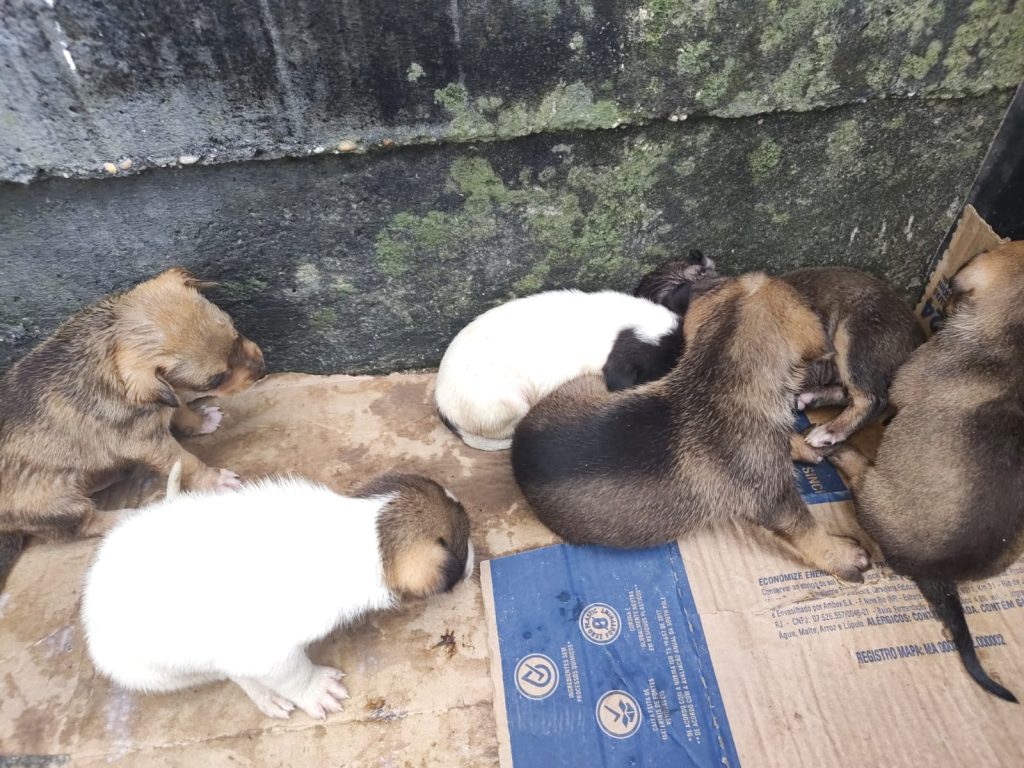 Filhotes de cachorro abandonados em caixa na zona leste de Manaus