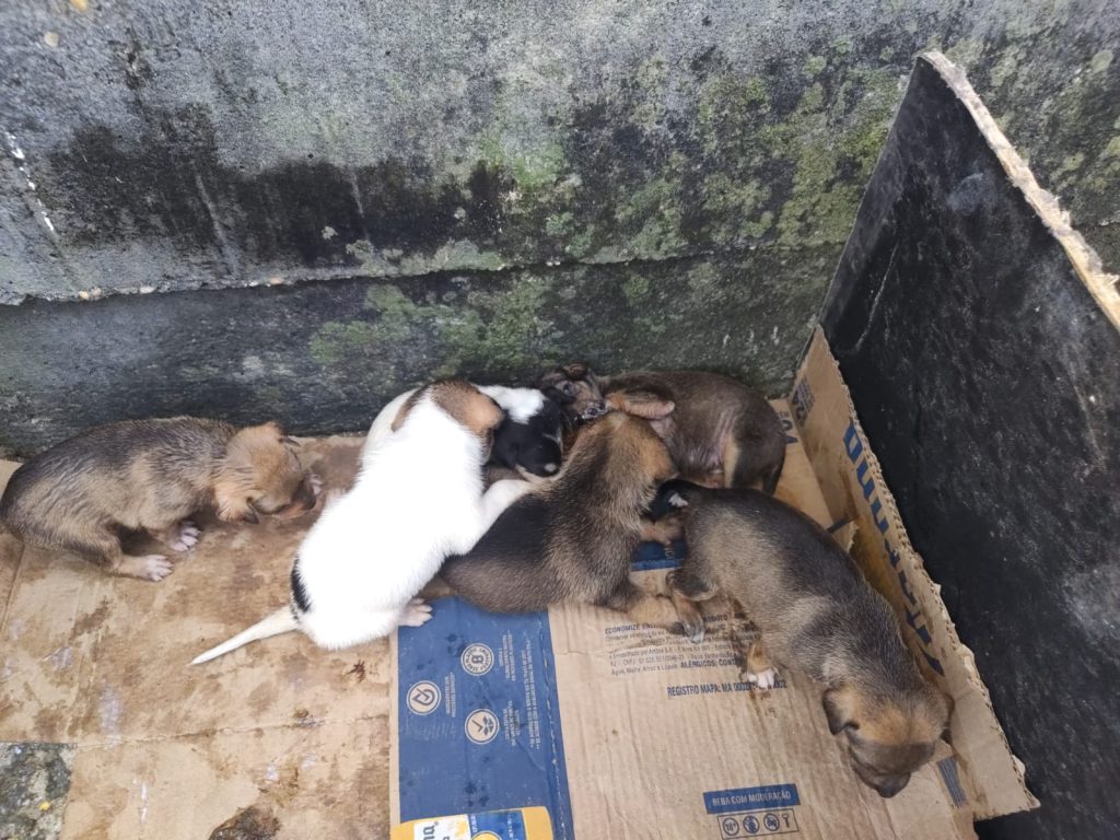 Filhotes de cachorro abandonados em caixa na zona leste de Manaus