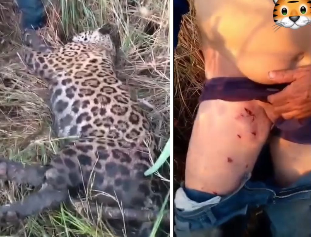 Homem sobrevive a ataque de onça-pintada na zona rural de Autazes