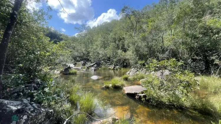 menina internada após ataque de onça-parda na chapada dos veadeiros