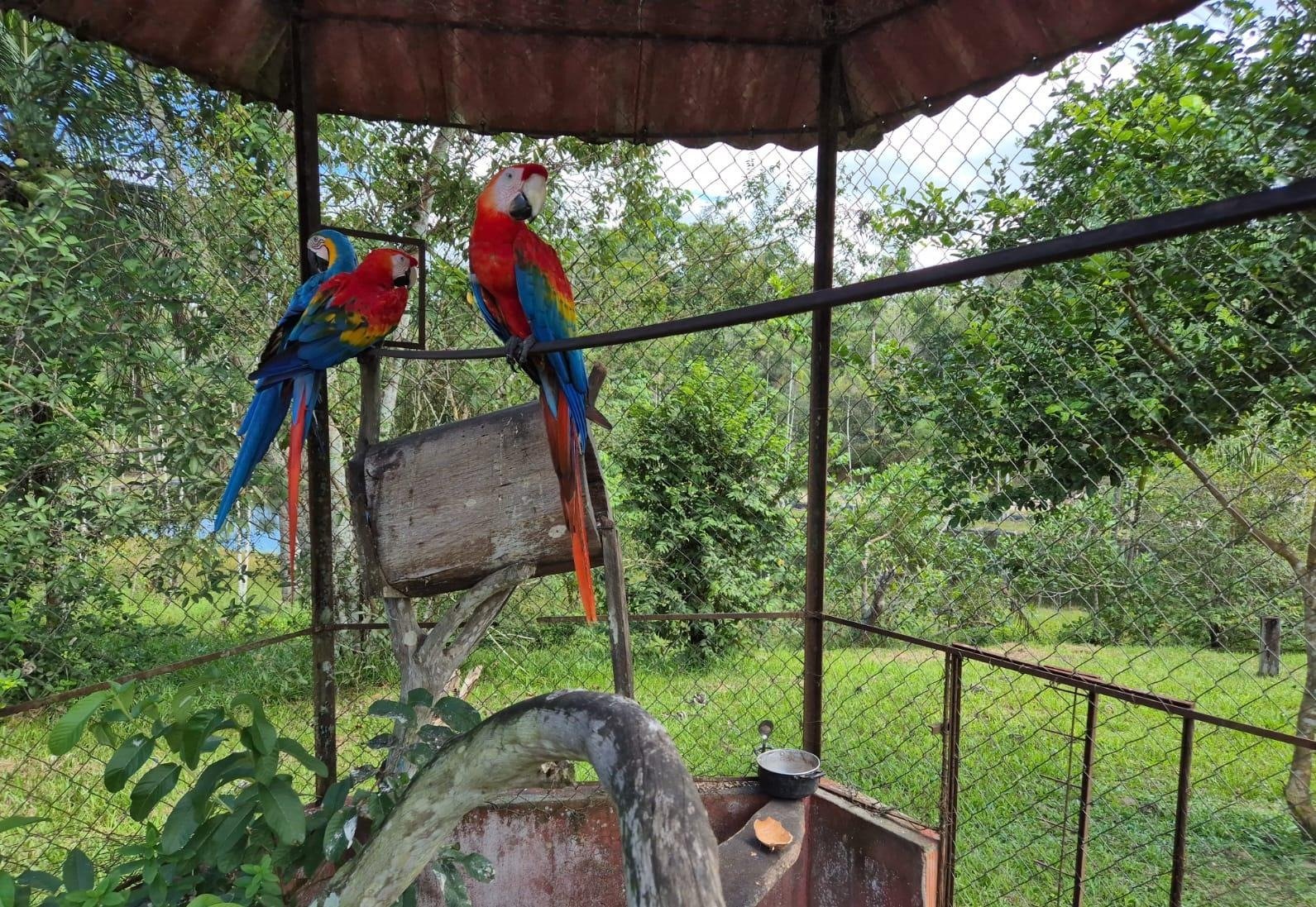 Animais silvestres resgatados durante operação em Manaus