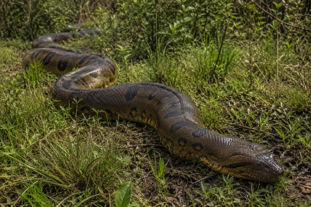 sucuri gigante Cotoca na região do Rio São Francisco