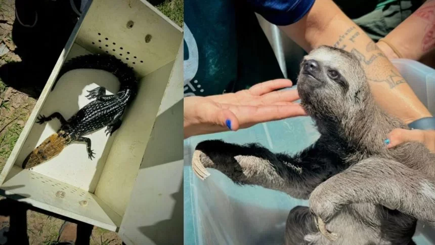 quatro pessoas presas por exploração ilegal de jacarés e uma preguiça no Lago do Janauari