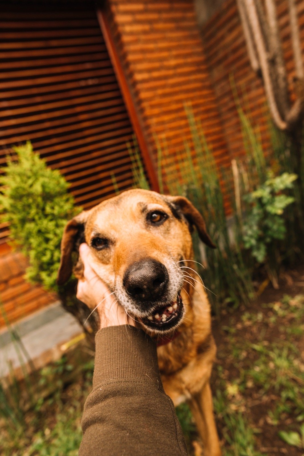 imagem promocional da feira de adoção com cães resgatados