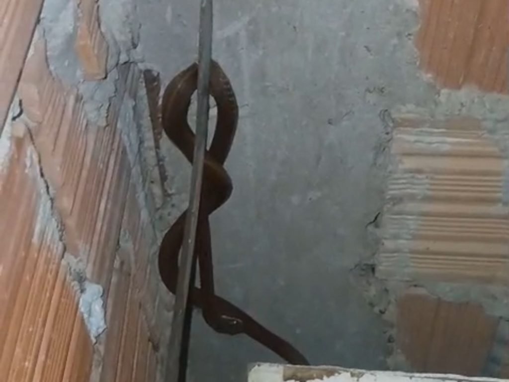 Cobra encontrada dentro de casa em Manaus