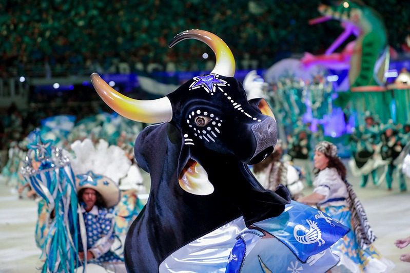 foto do boi caprichoso durante os preparativos para o festival de parintins