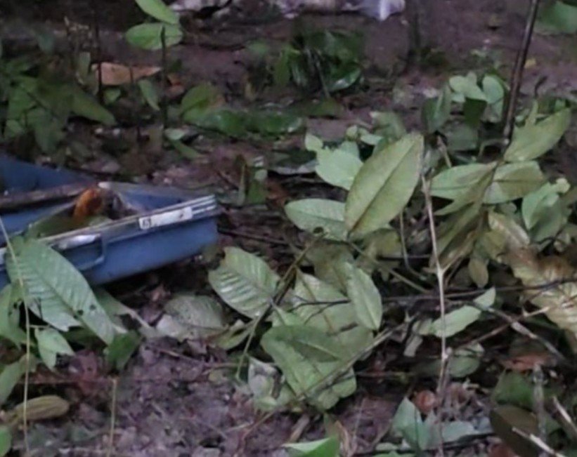 Corpo encontrado em área do distrito industrial 2 em manaus