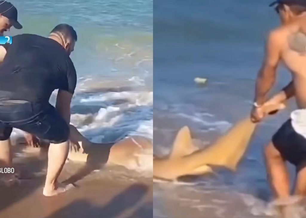 homem puxando tubarão pela cauda na praia