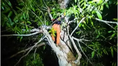 Suspeito de assalto foge da PM, sobe em árvore para escapar e acaba preso no Amazonas