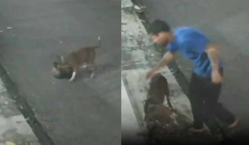 imagem de um pitbull atacando um gato