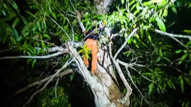 Suspeito de assalto é encontrado escondido em árvore e acaba preso no interior do Amazonas