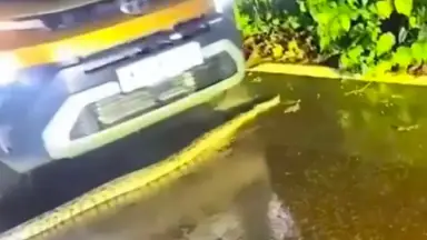 Cobra gigante é atropelada ao tentar cruzar rodovia e vídeo impressiona nas redes sociais