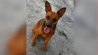 ‘Nossa casa ficou vazia’: família faz apelo para encontrar cadelinha desaparecida em Manaus