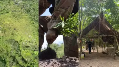 PF acaba com 64 mil pés de “cachimbo da paz” em terra indígena no Pará