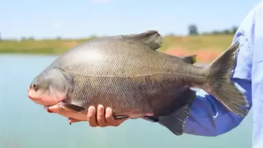 Tambaqui em perigo: peixe que reina nas mesas do Amazonas pode ser extinto