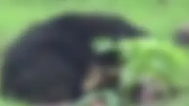 Ursa estraçalha irmãos em ataque feroz e deixa outros dois entre a vida e a morte; Veja vídeo