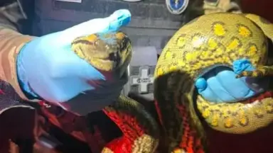 Sucuri gigante para trânsito e mobiliza resgate da Guarda Municipal em Manaus